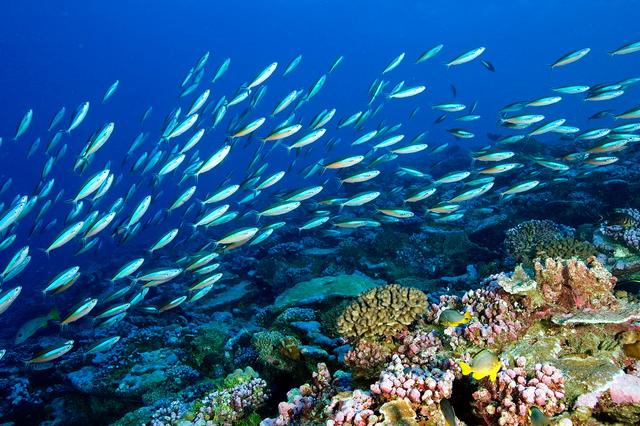 1757472727568658.jpg 海洋生態系統.jpg