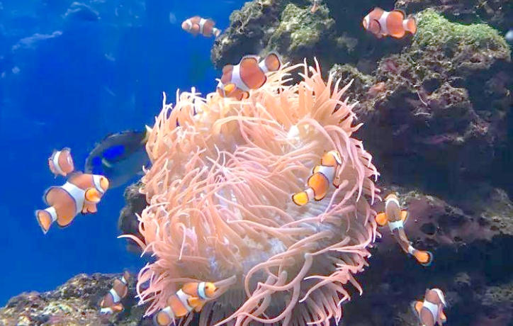 1762826100416961.jpg 珊瑚養殖.jpg